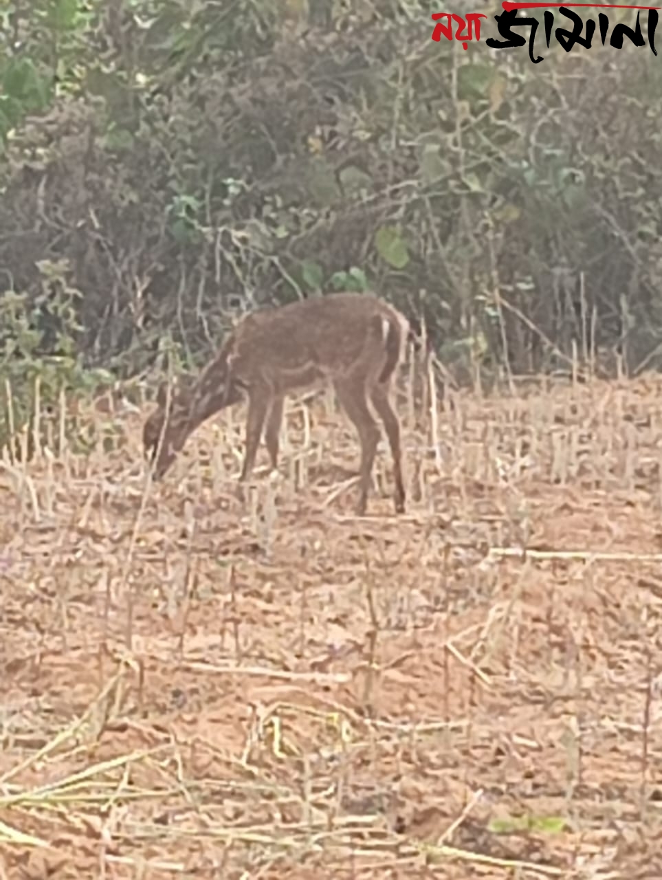 লোকালয়ে হরিণের দৌড়! বসন্তের সকালে বাসুডিতে চাঞ্চল্য, তৎপর বনদপ্তর