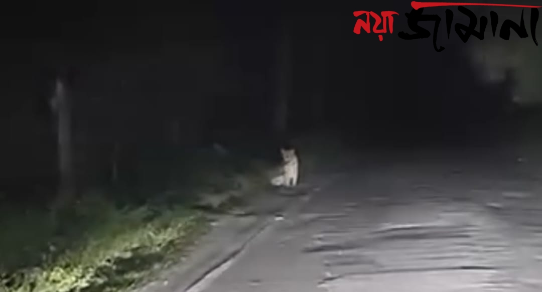 রাস্তার ধারেই বসে চিতাবাঘ! মোরাঘাট জঙ্গলে ফের চিতা বাঘের উপস্থিতি ঘিরে বাড়ল উদ্বেগ