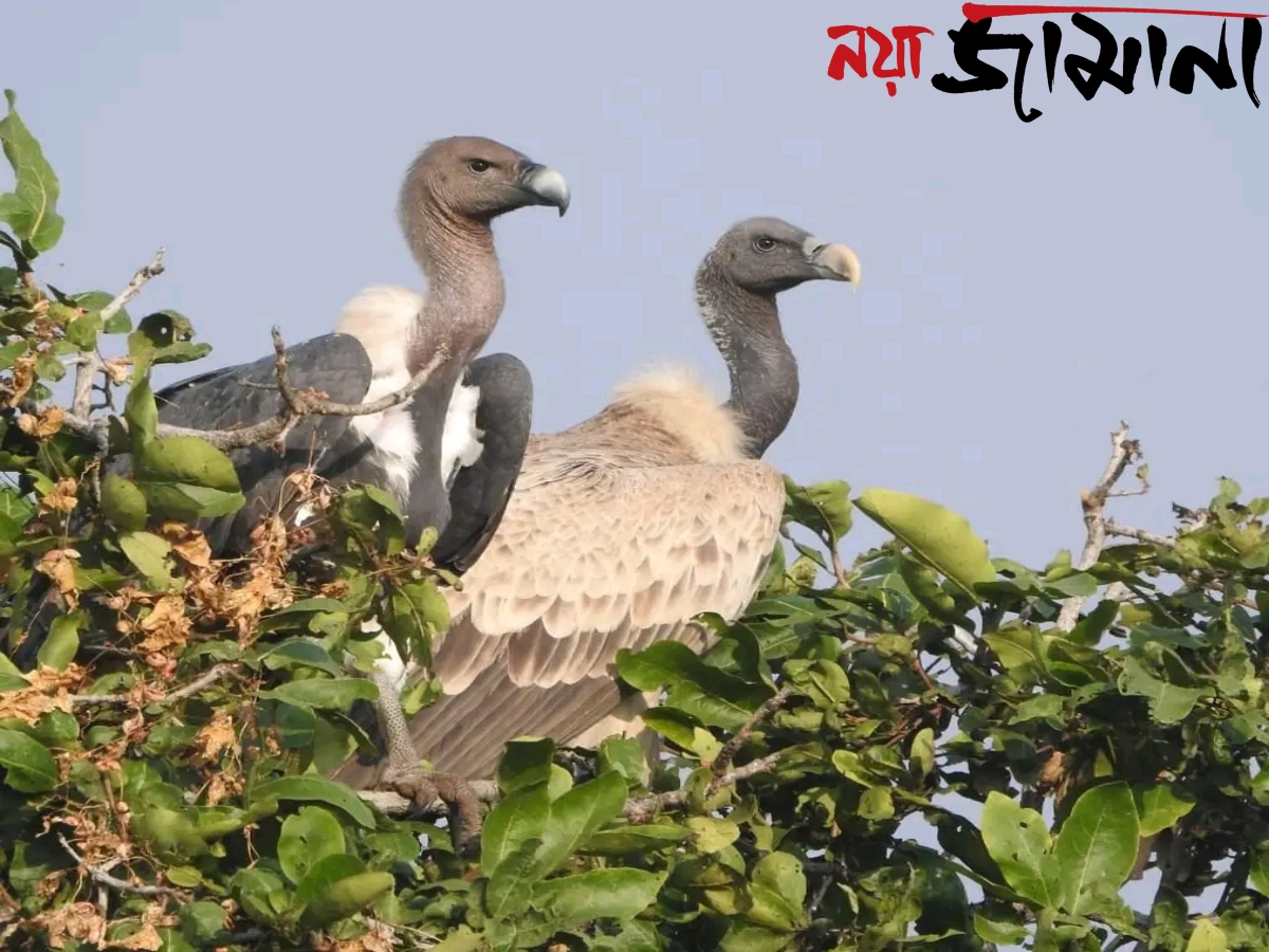 সুন্দরবনে ফিরল শকুন, পাখি উৎসবে ধরা পড়ল বিরল মুহূর্ত