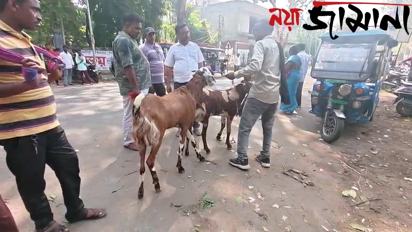 সরকারি নিষেধাজ্ঞা কার্যত বুড়ো আঙুল! পুরুলিয়ায় জাতীয় সড়কের ওপর রমরমিয়ে চলছে বেআইনি পশুহাট