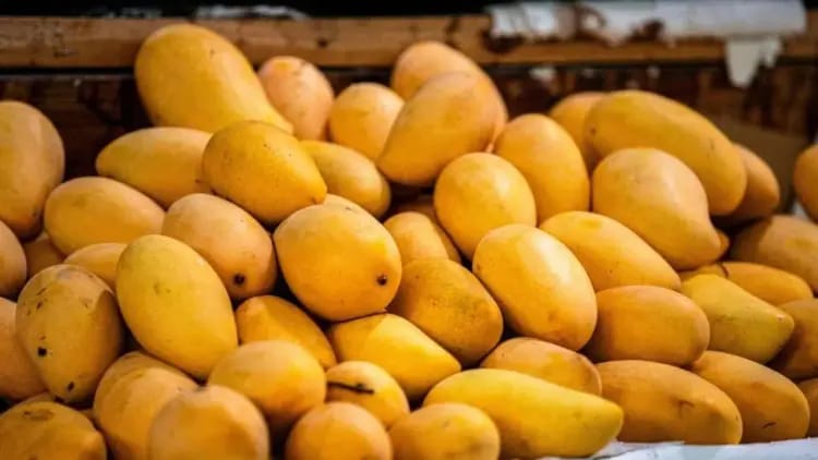 আকাশপথে উড়ে গেল আম্রপালি-হিমসাগর! মালদার আমের সুবাস এখন বিদেশে